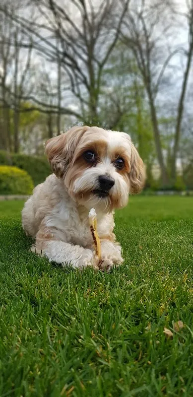 Hundesalon Hugo