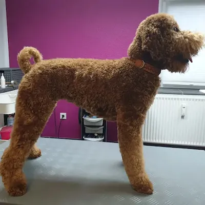 Hundesalon Styling4dogs