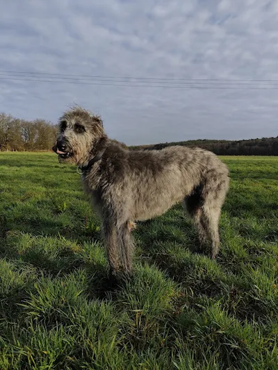 Cooper´s Groomer Hundepflege & Mehr