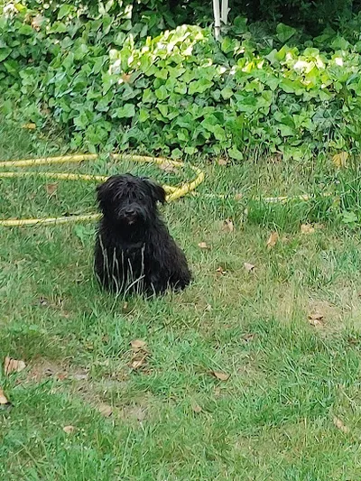 Hundefriseur Neuenhagen Berlin - Wau-Effekt