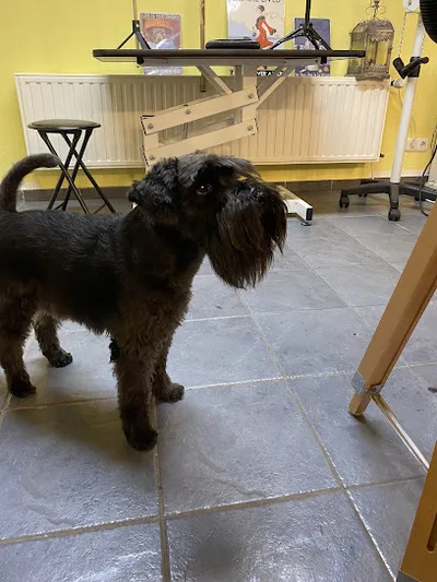 Dogs Groomerin Christiane