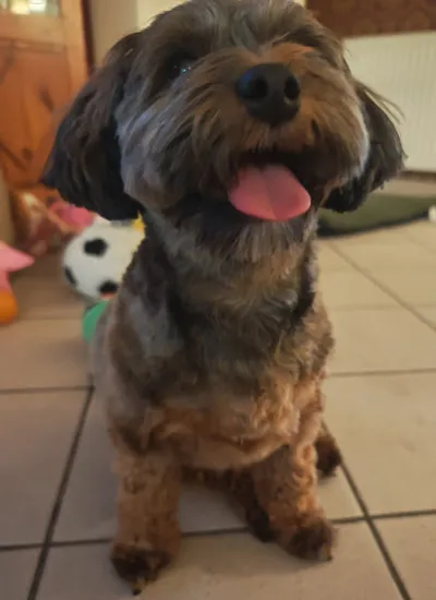 Hundesalon Mrs.Dog