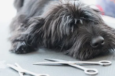 Schnieke Hunde Hundesalon