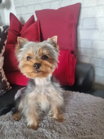 Hundesalon Villa Bunterhund