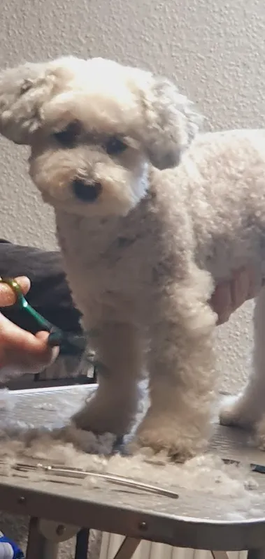 Hundewohl