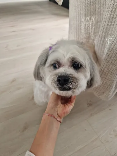 Luxy Paw