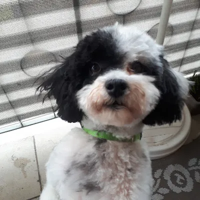 Hundesalon Harvey