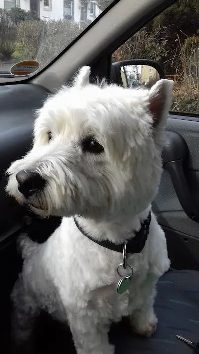 Hundesalon Nocht