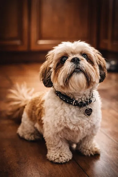 Fellprinz – mobiler Hundefriseur & Tierheilpraktiker Dortmund