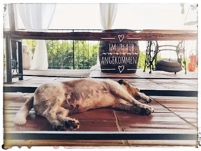KämmBar Dein Hundefriseur