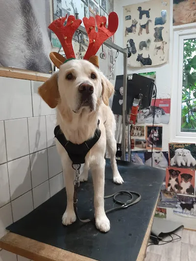 Hundesalon Rocky