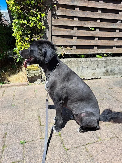 Hundesalon Tina