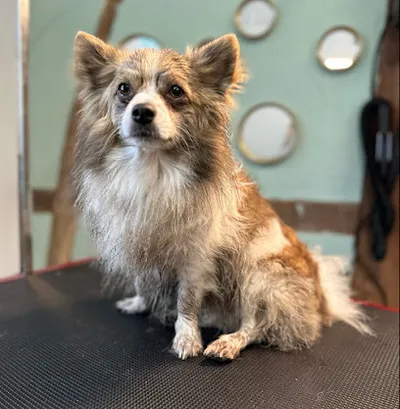 Hundesalon FabelhaftePfoten