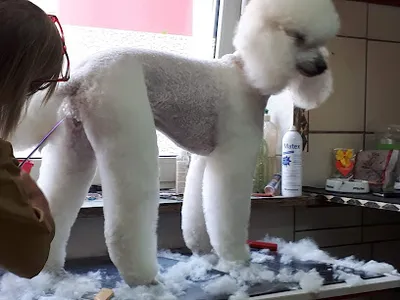 Beate‘s Hundesalon