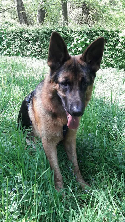 Hundesalon Feine Pfote