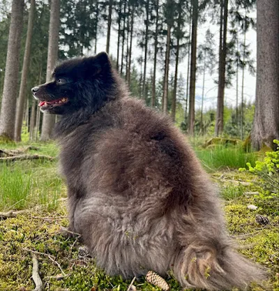Hundesalon Schatzi