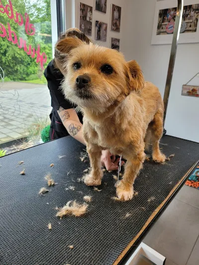 Sabses Hundesalon