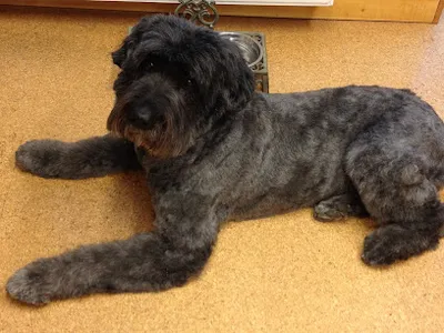Style your Dog - Die Hundefriseure