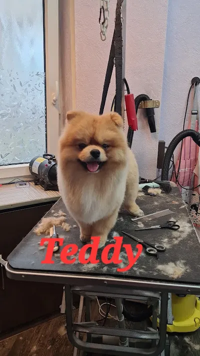 Hundesalon Baum