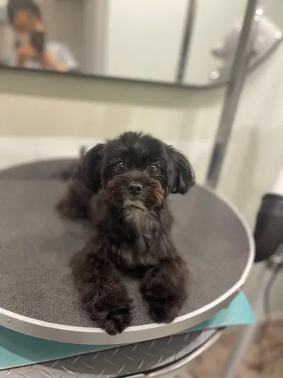 Nagomi Dog Styling