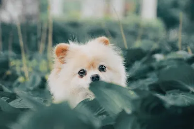 Hundesalon GroomRoom
