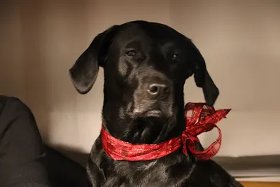 Hundesalon Starnberg, ''Das Körberl''