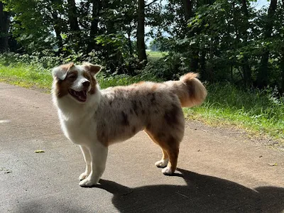 FELLBANDITEN Hundesalon
