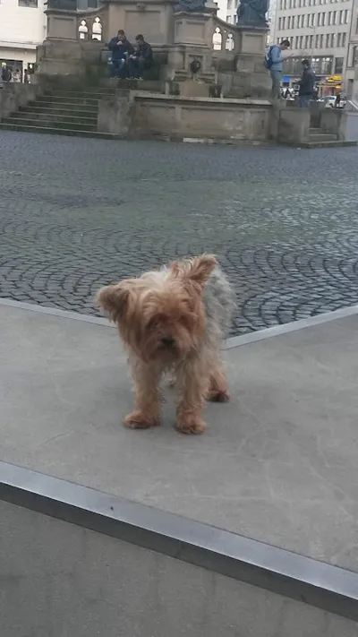 Hund Herum