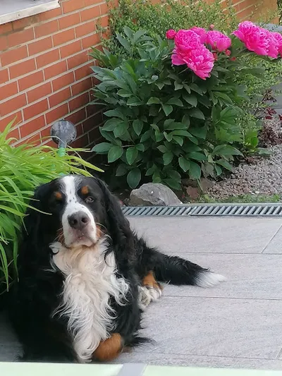 Hundesalon Tobbi