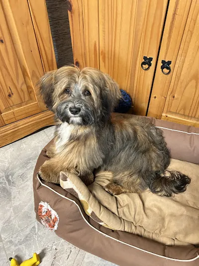 Fein und Chic Hunde und Katzensalon Inh. Bärbel Förg