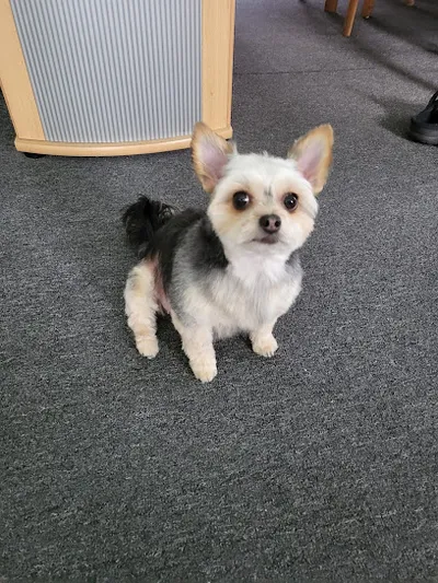 Hundesalon "La Belle"