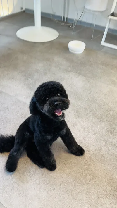 Hundesalon & Boutique The Puppy Coiffeur