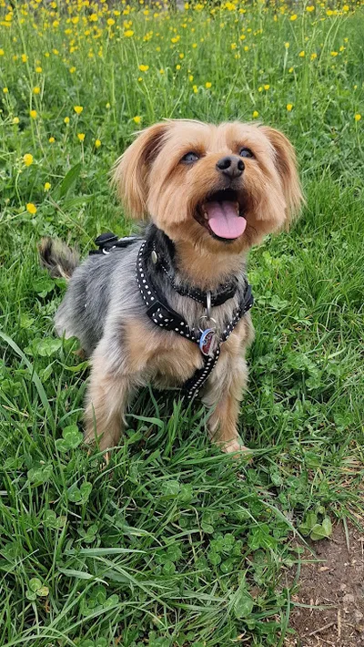 Hundesalon Fellwerk
