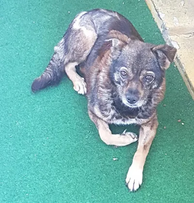 Hundesalon Die Hundefee
