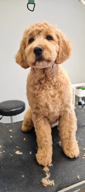 Hundesalon Jacky
