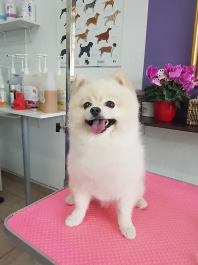 Hundesalon Maja&Dogs