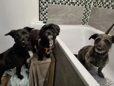 Idsteiner Hundefriseur