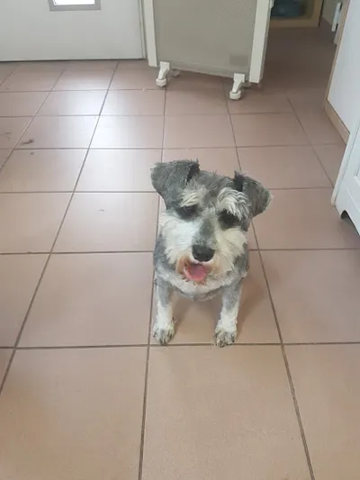 Hundefriseur Happy Tail Büdingen