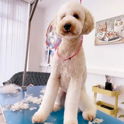 Fellgold Hundesalon & Zubehör