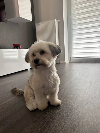 Happydog Hundesalon