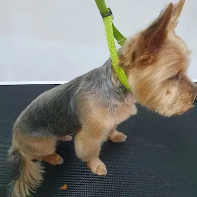 Hundefriseur Galileo's Dogs cut & style