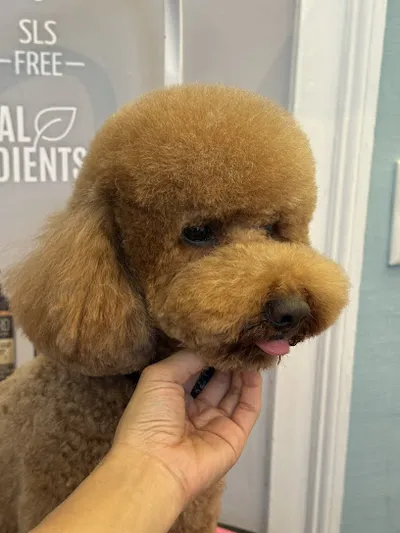 Hundesalon Little Fluffy Grooming & Spa