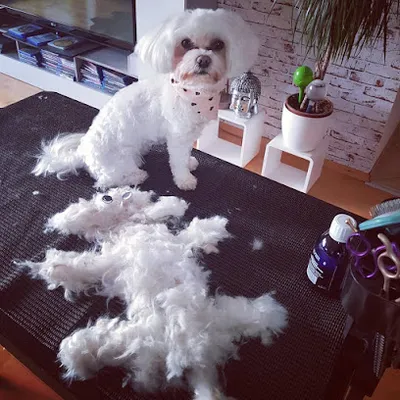 Mobiler Hundefriseur "Für alle Felle - Lisa Treusch"