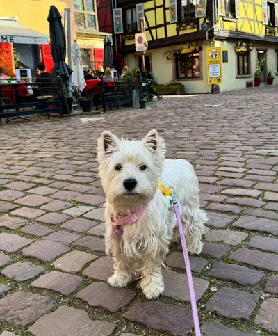 Hundesalon Pfotentreff Inh. Renata Grbić