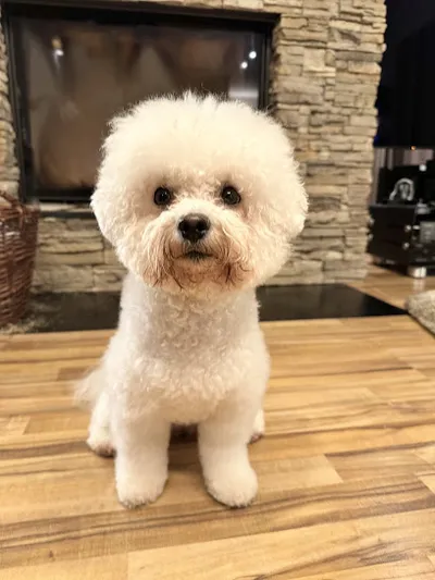 Hundesalon bei Anna