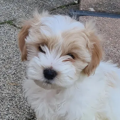 Bellissimo Hundesalon