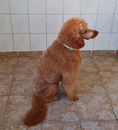 H.S. Hundepflege Hundesalon