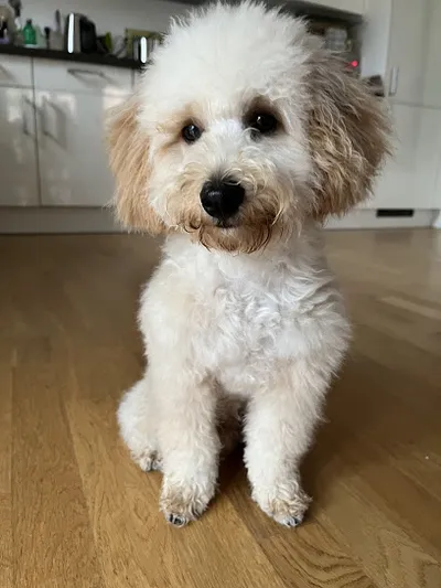 DOG'S BEAUTY