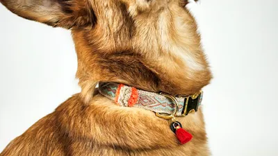 Fussi-Dogs – Hundesalon & Boutique Neuss