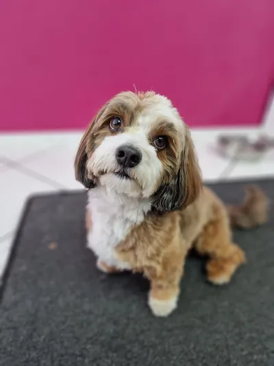 Fellglück - Hundesalon